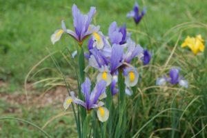 Beskrivning av sorter av kulformiga iris, plantering och skötsel i det öppna fältet