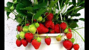 Καλλιέργεια και φροντίδα για φράουλες στο σπίτι όλο το χρόνο