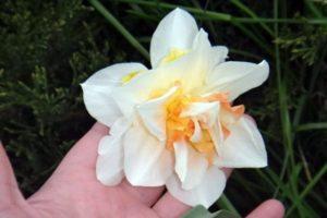 Description and characteristics of the Replit narcissus, cultivation and care