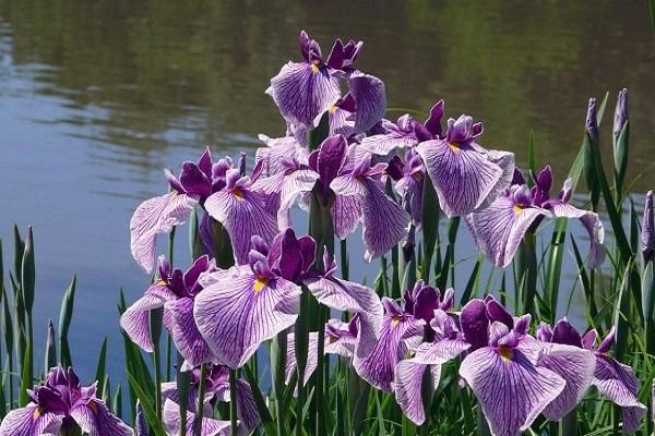 blooming irises