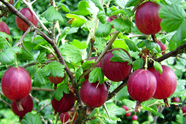 Cespuglio di uva spina
