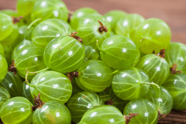 I benefici dell'uva spina