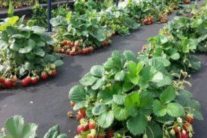 Jak vyrobit zahradní postel a zasadit jahody pod černý krycí materiál