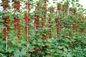 Plantning, vækst og pleje af røde rips i det åbne felt