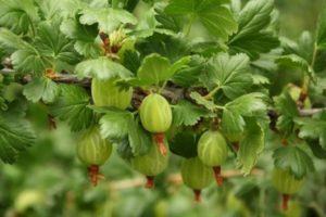 Come piantare un'uva spina standard, crescere, piantare e curare