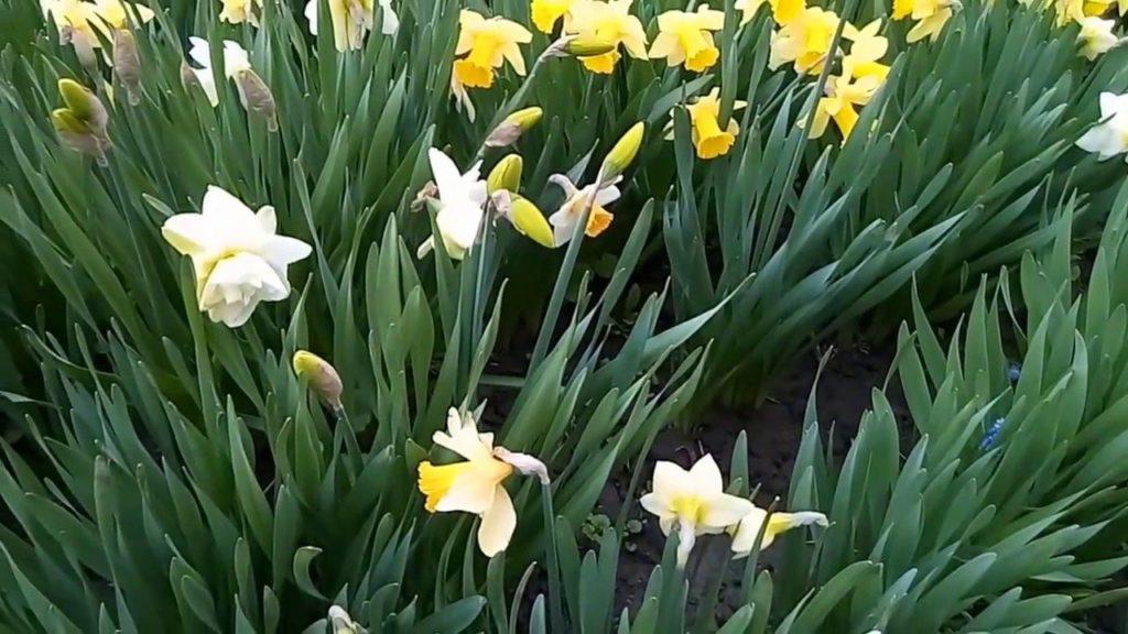 cama de flores de narcisos