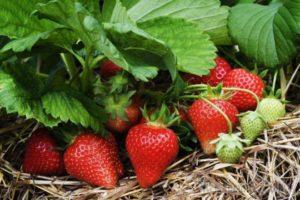 Hur kan du öka jordgubbskörden utomhus, de bästa sätten