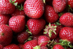 Description and characteristics of the Zenga Zengana strawberry variety, growing rules