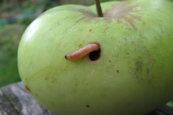 verme nella mela