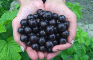 Description des meilleures variétés de raisins de Corinthe pour la région de Moscou et les subtilités de la culture