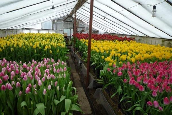 tulipány v skleníku