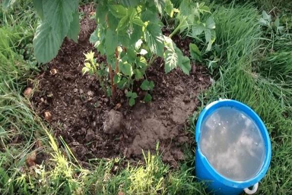 kbelík na hnojivo