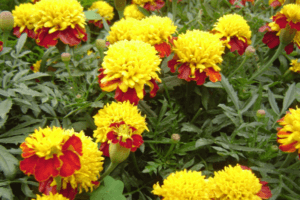 Classification of marigold species, description and characteristics of varieties and hybrids