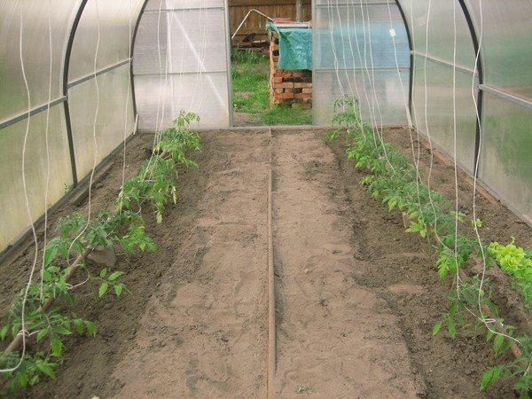 tomatplantor i ett växthus