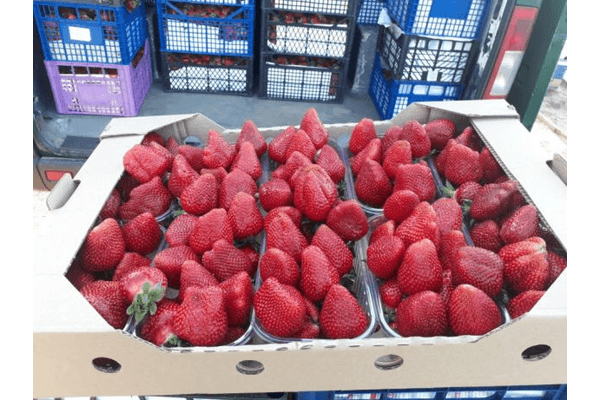 jordgubbar i en låda