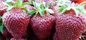 Beskrivning och egenskaper hos Black Prince jordgubbsorten, plantering och skötsel