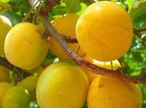 Descrierea soiului de prune de cireș Gek, alegerea locului de plantare, cultivare și îngrijire, soiuri polenizatoare