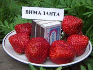 Beskrivning och egenskaper hos jordgubbsorten Vima Zanta, odling och reproduktion