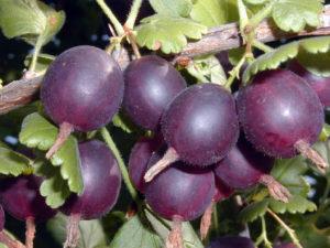 Descrizione e caratteristiche della varietà di uva spina di Komandor, semina e cura