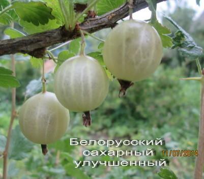 uva spina zucchero bielorusso