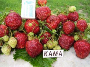 Beskrivning och egenskaper hos Kama jordgubbar, odling och vård