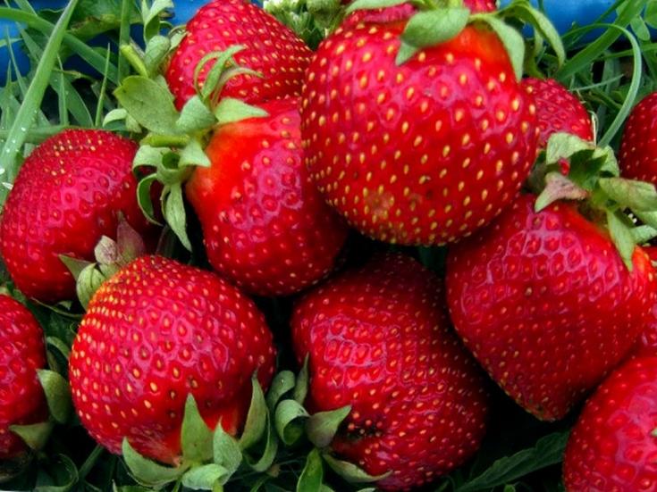 Erdbeer-Bogota