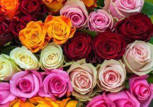 Descrizione e descrizione della varietà di rosa keniota, coltivazione e cura