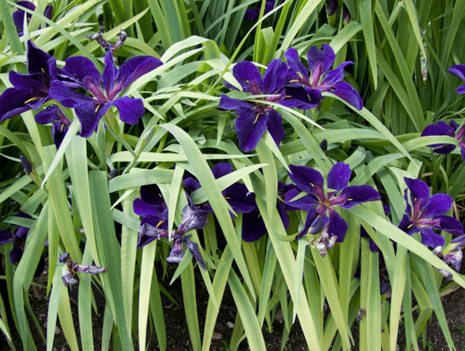Iris i Kalifornien