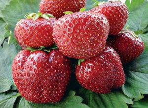 Description de la variété de fraises Vima Tarda, plantation et entretien, culture et reproduction