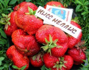 Description and characteristics of the Kiss Nellis strawberry variety, cultivation and reproduction