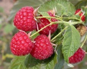 Popis a vlastnosti odrůdy maliny Solnyshko, výsadba, pěstování a péče