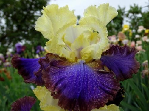 Skäggiga iris