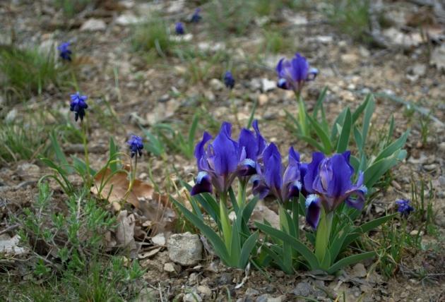 Dvärg iris