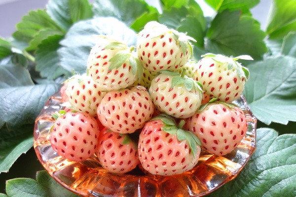 ανανά φράουλας