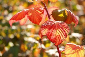 Varför hallonbladen blir röda i juni, orsaker och vad man ska göra