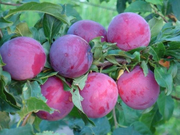 vyšnių slyvų palapinė