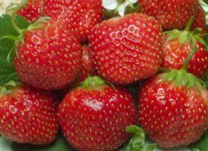 Beskrivning och egenskaper hos Holiday jordgubbsort, odling och vård