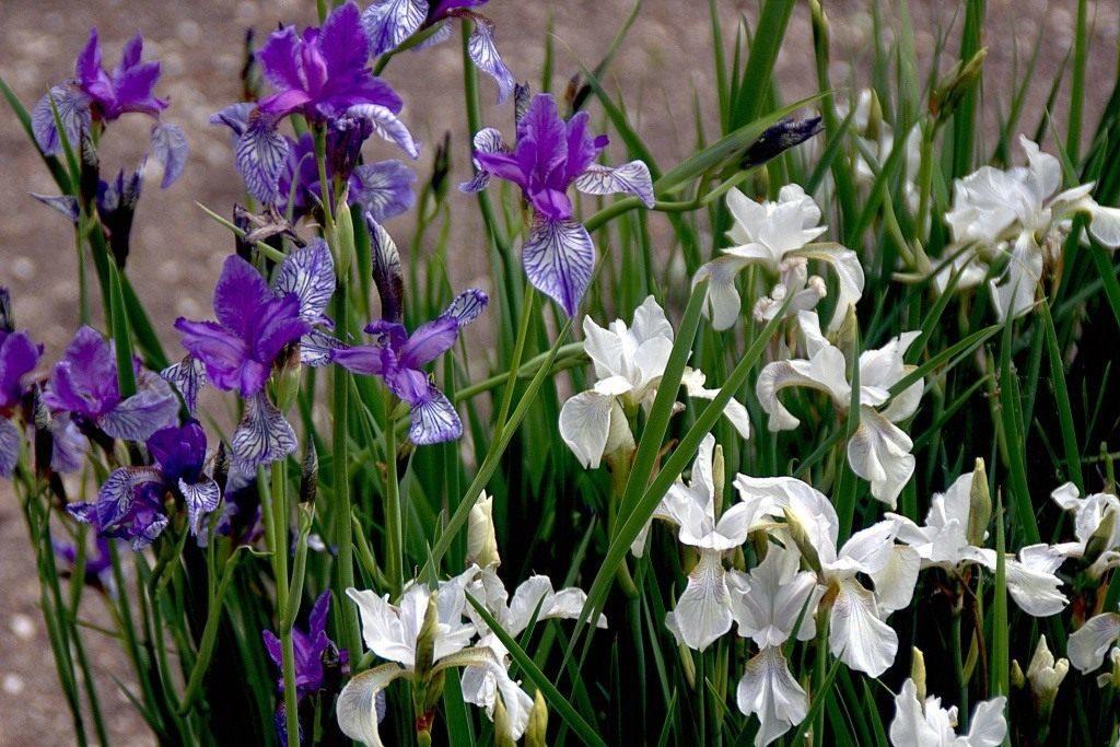 Vackra iris