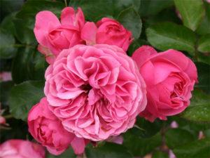 Descripción de las variedades de rosas Leonardo da Vinci, plantación, cultivo y cuidado.