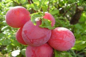 Description de la variété de prunier de cerisier Lama, pollinisateurs, plantation et soins