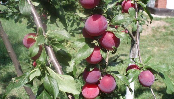 prugna rossa ciliegia
