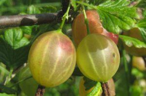 Beskrivning av de bästa sorterna av stekfria krusbär för olika regioner