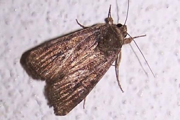 eastern moth