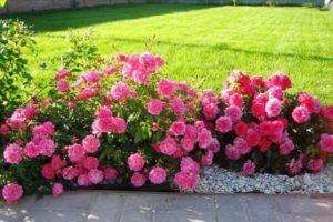 Pasienio rožių veislių aprašymas, sodinimas, auginimas ir priežiūra sode