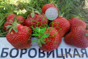Beschrijving en kenmerken van Borovitskaya-aardbeien, teelt en reproductie