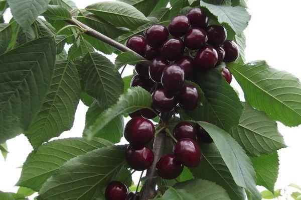 Branch with cherries