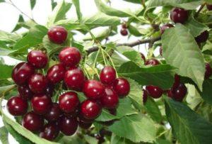 Beskrivning av körsbärsorten Ovstuzhenka, odling och skötsel, insamling och lagring av bär