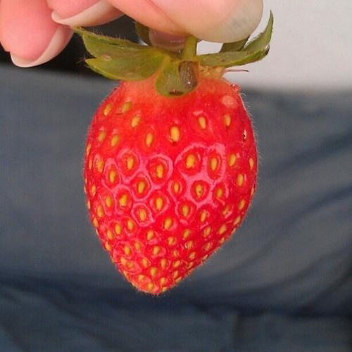 mogen jordgubbe