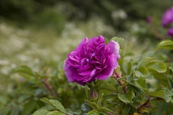 Violetit ruusut: lajikkeiden kuvaus, istutus, viljely ja hoito, käyttö  suunnittelussa