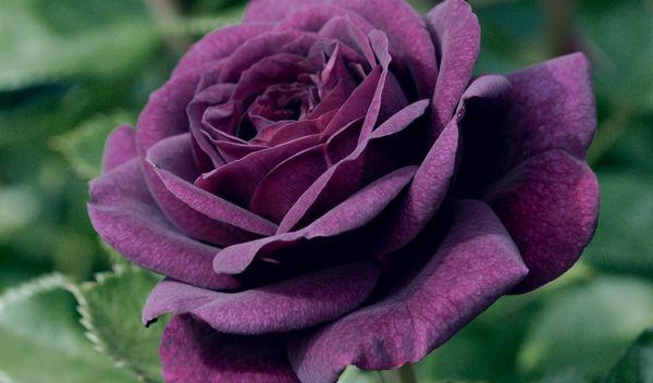 Lilac ruža